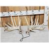 Image 1 : Big Set Of Nontypical Whitetail Shed Antlers
