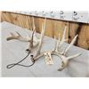 Image 2 : Big Set Of Nontypical Whitetail Shed Antlers