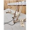 Image 4 : Big Set Of Nontypical Whitetail Shed Antlers