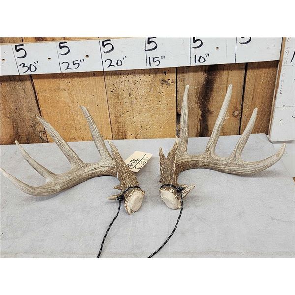 Set Of Heavy Mass 5x5 Whitetail Shed Antlers