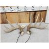 Image 1 : Set Of Heavy Mass 5x5 Whitetail Shed Antlers