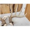 Image 2 : Set Of Heavy Mass 5x5 Whitetail Shed Antlers