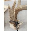 Image 3 : Set Of Heavy Mass 5x5 Whitetail Shed Antlers