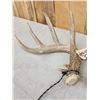 Image 4 : Set Of Heavy Mass 5x5 Whitetail Shed Antlers