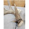Image 5 : Set Of Heavy Mass 5x5 Whitetail Shed Antlers