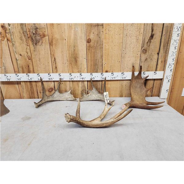 15.2 Lbs Of Moose Antlers