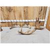 Image 1 : 15.2 Lbs Of Moose Antlers