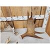 Image 2 : 15.2 Lbs Of Moose Antlers