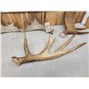 Image 5 : 15.2 Lbs Of Moose Antlers