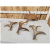 Image 6 : 15.2 Lbs Of Moose Antlers