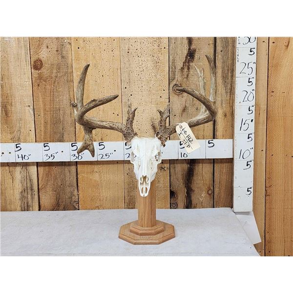 Main Frame 4x4 Whitetail Antlers On Skull & Stand