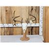 Image 1 : Main Frame 4x4 Whitetail Antlers On Skull & Stand