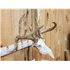 Image 2 : Main Frame 4x4 Whitetail Antlers On Skull & Stand