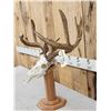 Image 5 : Main Frame 4x4 Whitetail Antlers On Skull & Stand