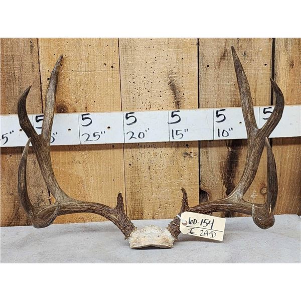 5x5 Mule Deer Antlers On Skull Plate