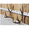 Image 2 : 5x5 Mule Deer Antlers On Skull Plate