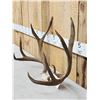 Image 3 : 5x5 Mule Deer Antlers On Skull Plate