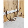 Image 4 : 5x5 Mule Deer Antlers On Skull Plate