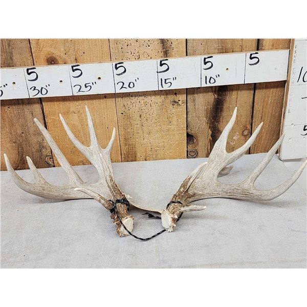 Set Of Main Frame 4x5 Whitetail Shed Antlers