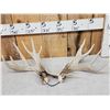 Image 1 : Set Of Main Frame 4x5 Whitetail Shed Antlers