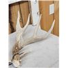 Image 2 : Set Of Main Frame 4x5 Whitetail Shed Antlers