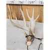 Image 3 : Set Of Main Frame 4x5 Whitetail Shed Antlers