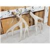 Image 4 : Set Of Main Frame 4x5 Whitetail Shed Antlers