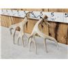 Image 5 : Set Of Main Frame 4x5 Whitetail Shed Antlers