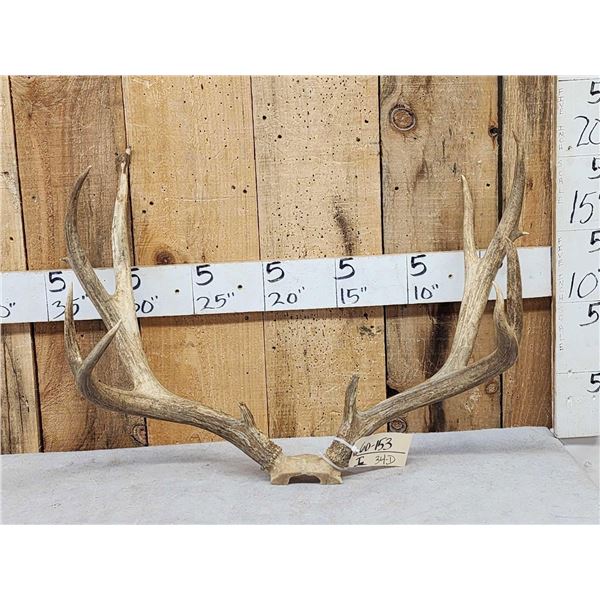 Big 5x5 Mule Deer Antlers On Skull Plate