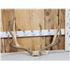 Image 1 : Big 5x5 Mule Deer Antlers On Skull Plate