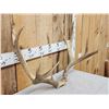 Image 2 : Big 5x5 Mule Deer Antlers On Skull Plate