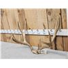 Image 3 : Big 5x5 Mule Deer Antlers On Skull Plate
