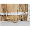 Image 4 : Big 5x5 Mule Deer Antlers On Skull Plate