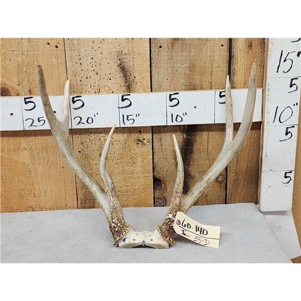 Unique 3x3 Whitetail Antlers On Skull Plate