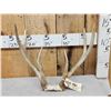 Image 1 : Unique 3x3 Whitetail Antlers On Skull Plate