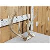 Image 2 : Unique 3x3 Whitetail Antlers On Skull Plate
