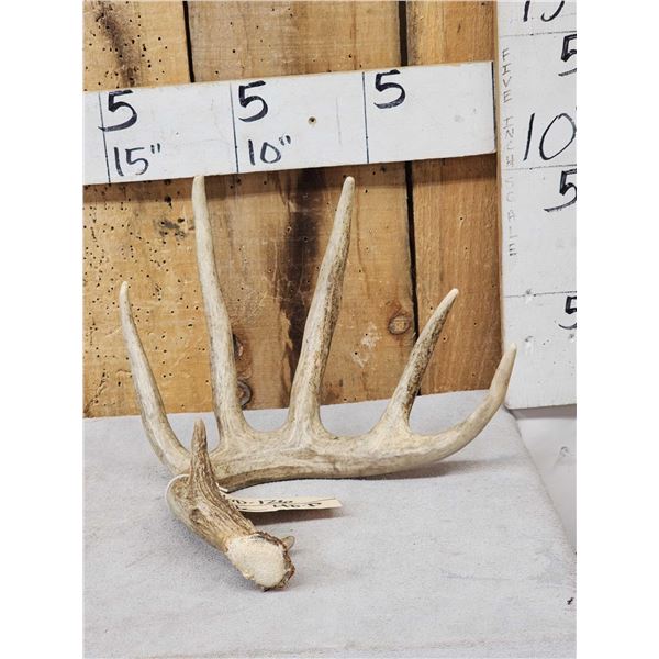 82" 6 Point Whitetail Shed Antler
