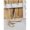 Image 1 : 82" 6 Point Whitetail Shed Antler