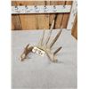 Image 2 : 82" 6 Point Whitetail Shed Antler