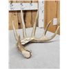 Image 4 : 82" 6 Point Whitetail Shed Antler