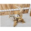 Image 10 : 2 Sets Of Locked Whitetail Antlers On Skulls