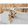 Image 11 : 2 Sets Of Locked Whitetail Antlers On Skulls