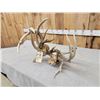 Image 12 : 2 Sets Of Locked Whitetail Antlers On Skulls