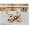 Image 13 : 2 Sets Of Locked Whitetail Antlers On Skulls