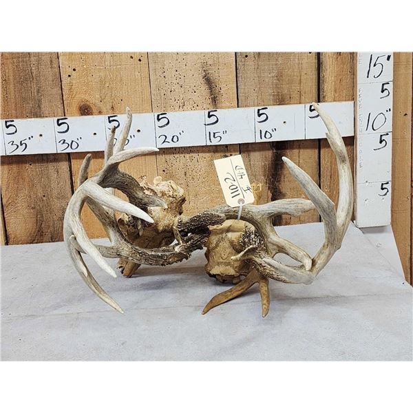 2 Sets Of Locked Whitetail Antlers On Skulls