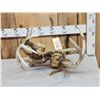 Image 1 : 2 Sets Of Locked Whitetail Antlers On Skulls