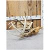 Image 2 : 2 Sets Of Locked Whitetail Antlers On Skulls