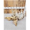 Image 4 : 2 Sets Of Locked Whitetail Antlers On Skulls