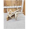 Image 5 : 2 Sets Of Locked Whitetail Antlers On Skulls