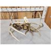 Image 6 : 2 Sets Of Locked Whitetail Antlers On Skulls
